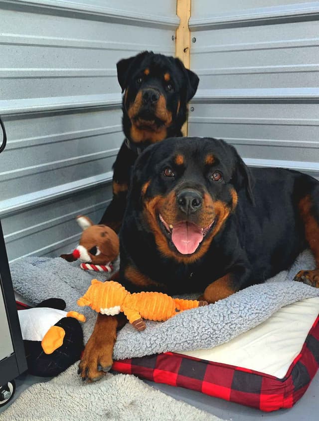 Rottweiler Puppies media 14
