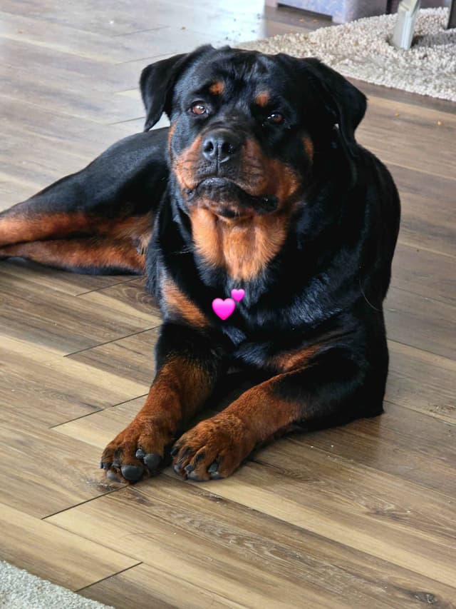 Rottweiler Puppies media 15