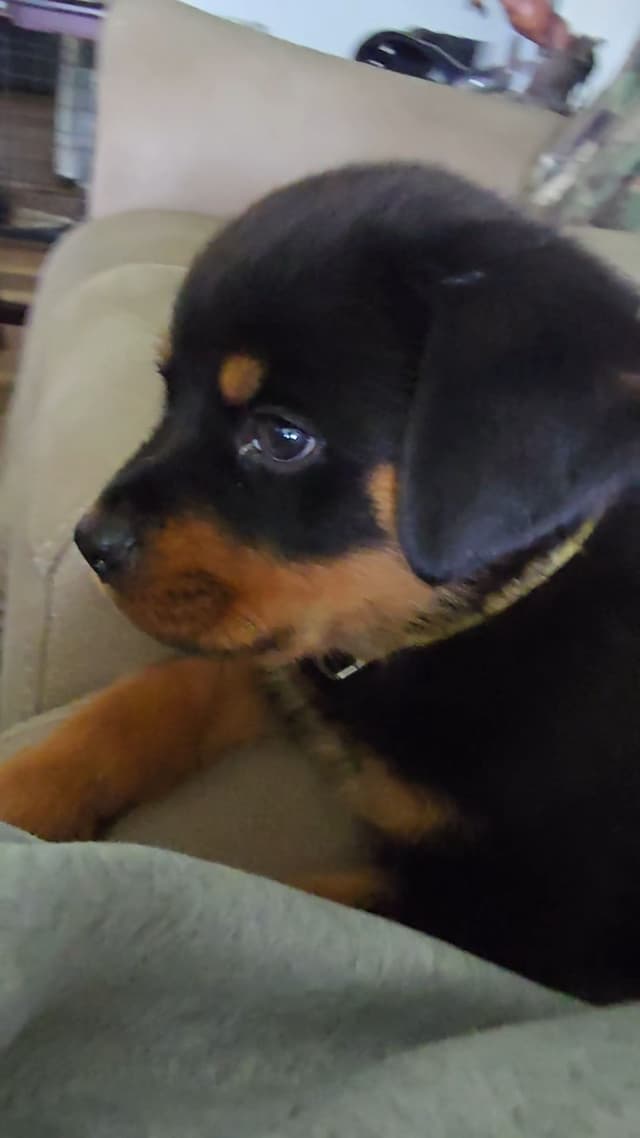 Rottweiler Puppies media 16