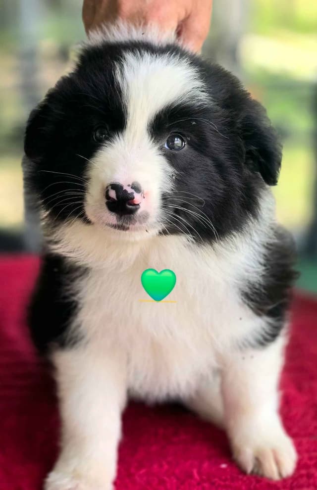 Border Collie Puppies media 7
