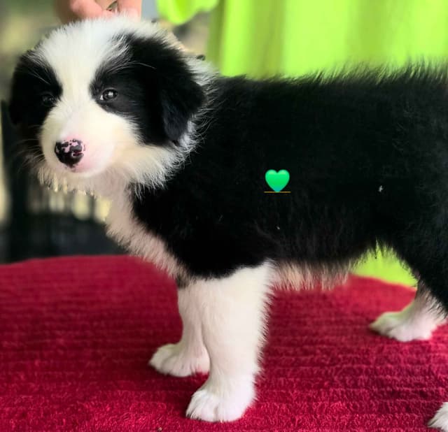Border Collie Puppies media 8