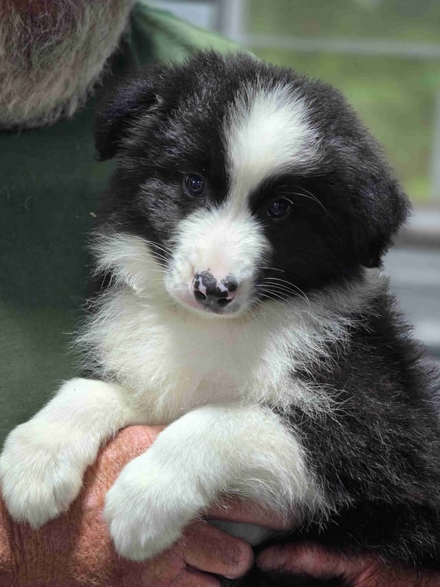 Border Collie Puppies media 9