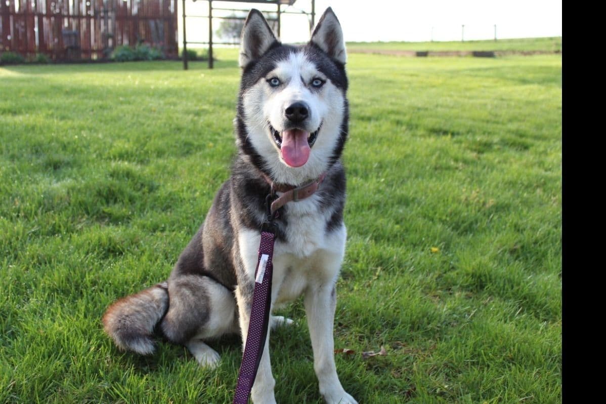 Siberian Husky Puppies breeder image 3
