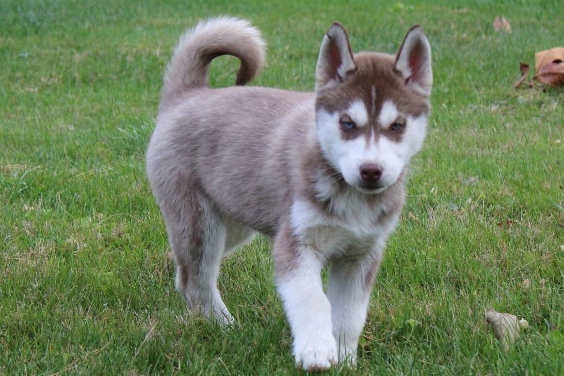 Siberian Husky Puppies breeder image 7
