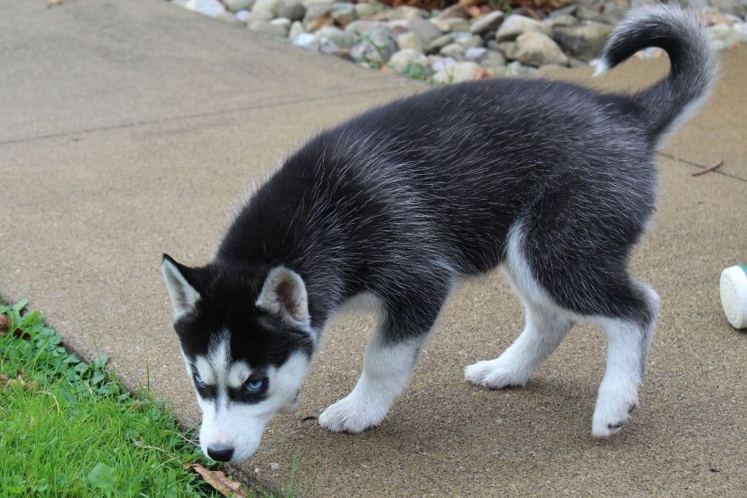 Siberian Husky Puppies breeder image 8