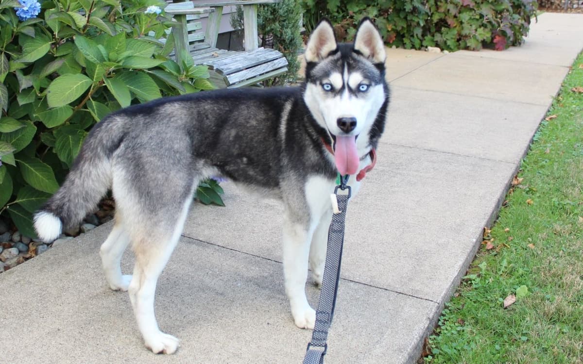 Siberian Husky Puppies breeder image 1
