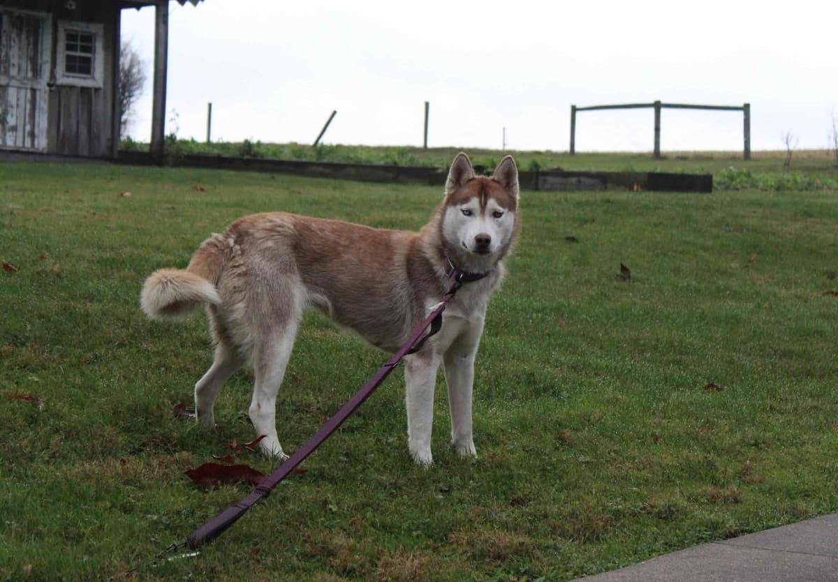 Siberian Husky Puppies breeder image 5