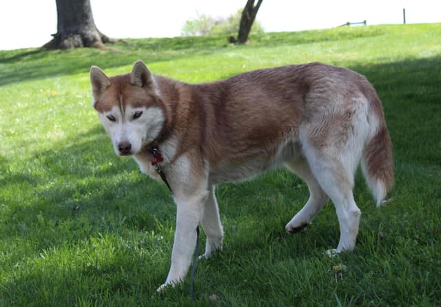 Siberian Husky Puppies media 2