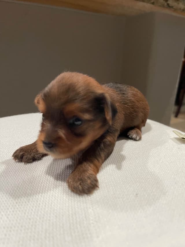 Yorkshire Terrier Puppies media 2