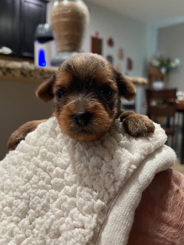 Yorkshire Terrier Puppies media 3