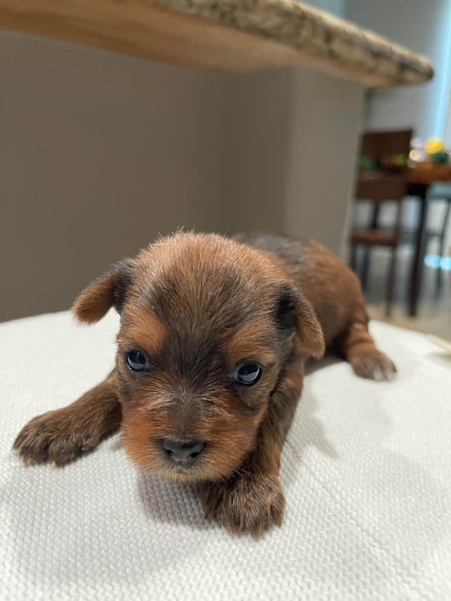 Yorkshire Terrier Puppies media 4