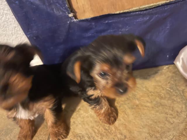 Yorkshire Terrier Puppies media 2