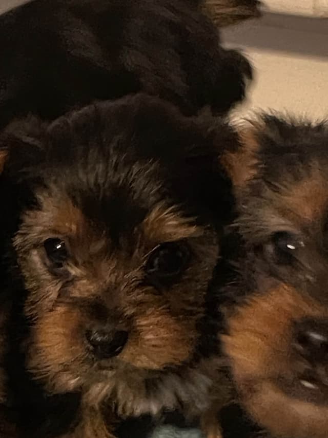 Yorkshire Terrier Puppies media 3