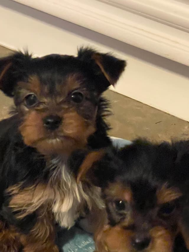 Yorkshire Terrier Puppies media 4