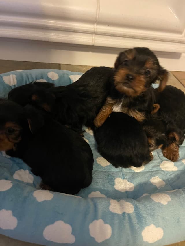 Yorkshire Terrier Puppies media 5