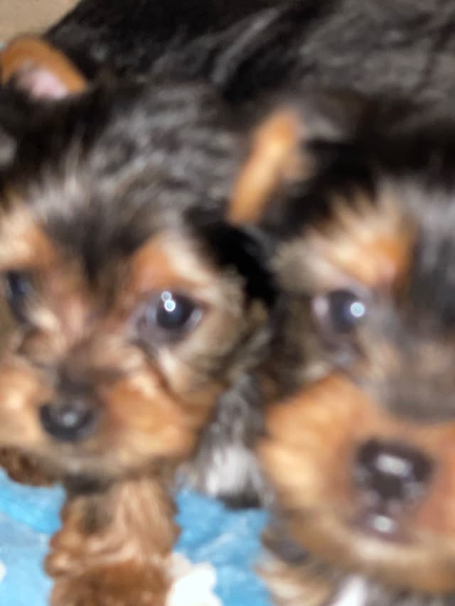 Yorkshire Terrier Puppies media 6