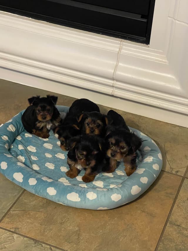 Yorkshire Terrier Puppies media 10