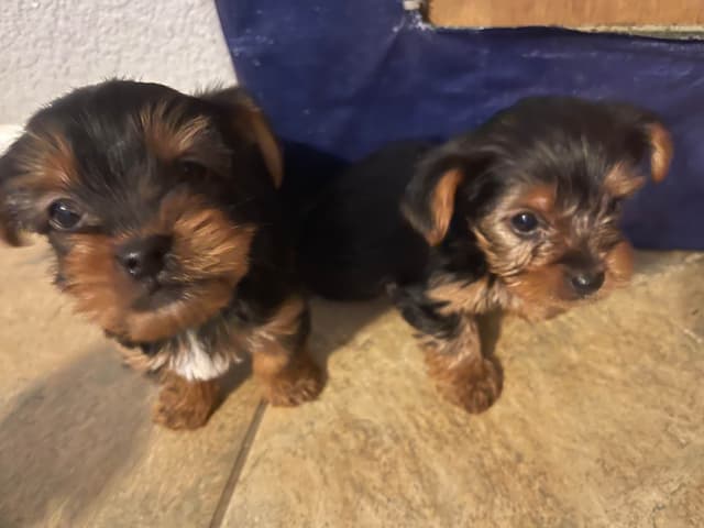 Yorkshire Terrier Puppies media 9