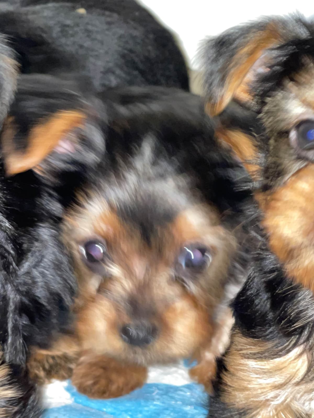 Yorkshire Terrier Puppies breeder image 1