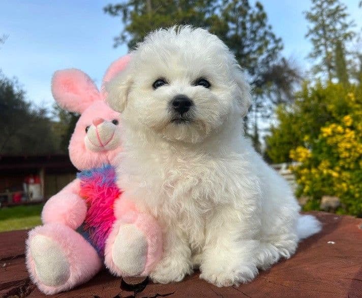 Bichon Frise Puppies breeder image 23