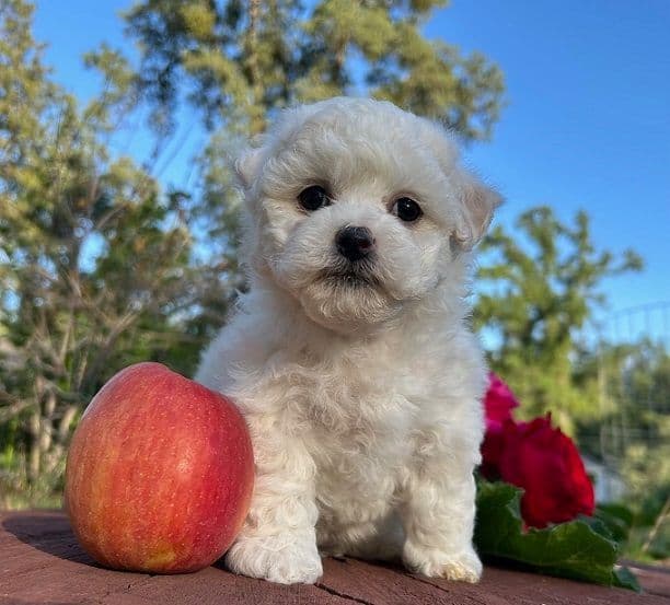 Bichon Frise Puppies breeder image 24
