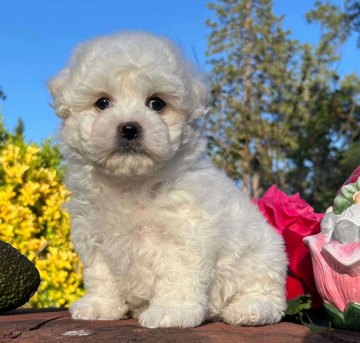 Bichon Frise Puppies breeder image 25