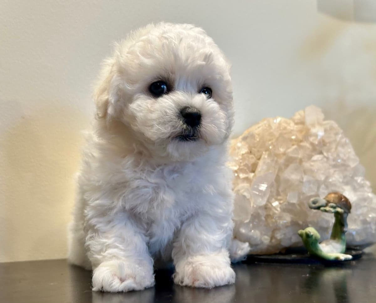 Bichon Frise Puppies breeder image 28