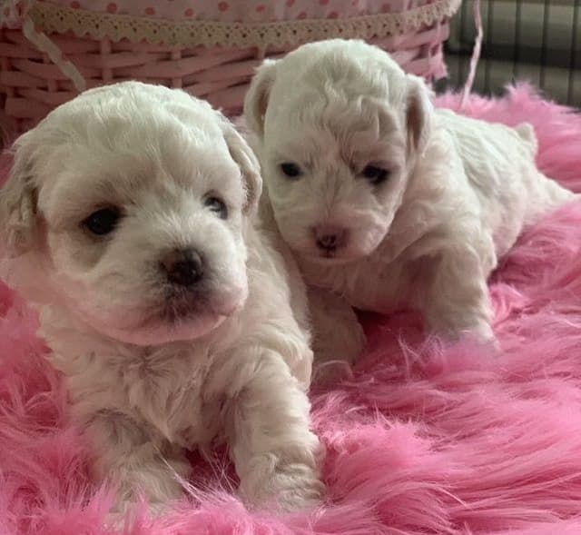 Bichon Frise Puppies media 2