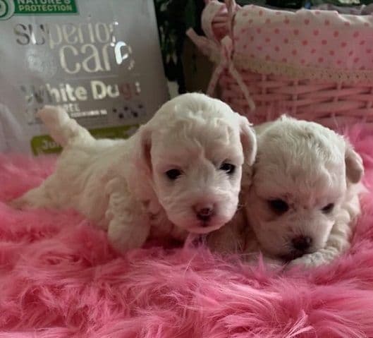 Bichon Frise Puppies media 3