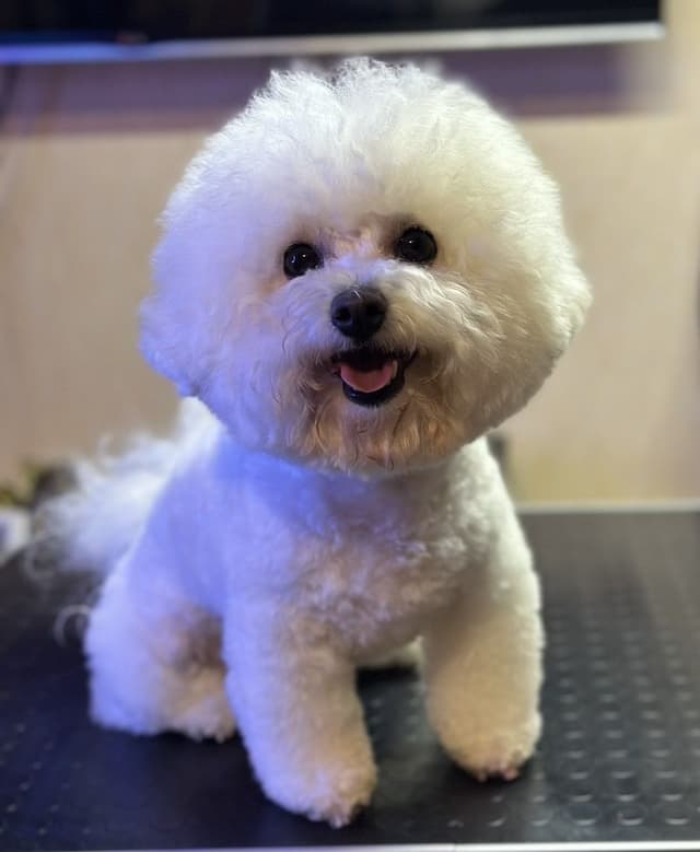 Bichon Frise Puppies media 4