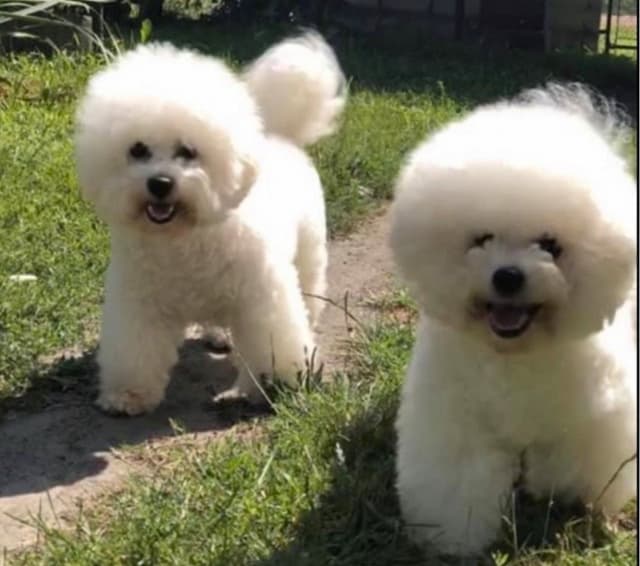 Bichon Frise Puppies media 5