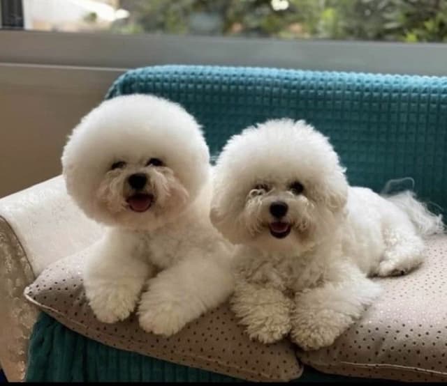 Bichon Frise Puppies media 6
