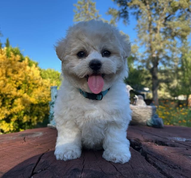 Bichon Frise Puppies media 2