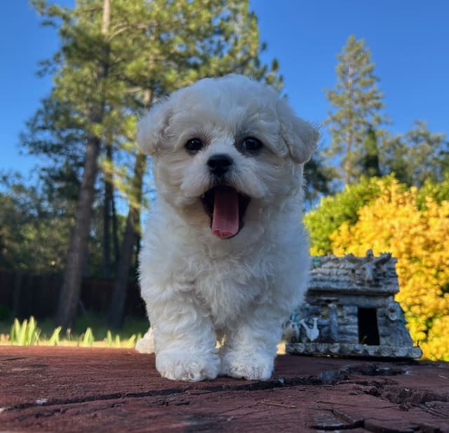 Bichon Frise Puppies media 3
