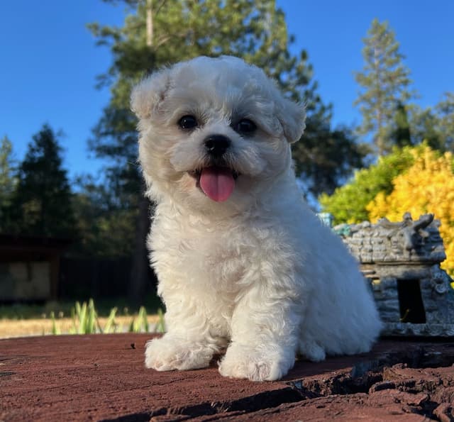 Bichon Frise Puppies media 4