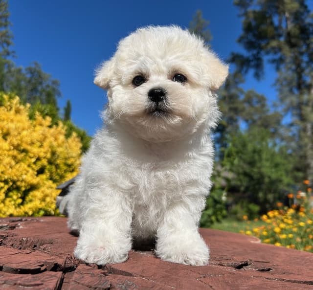 Bichon Frise Puppies media 5