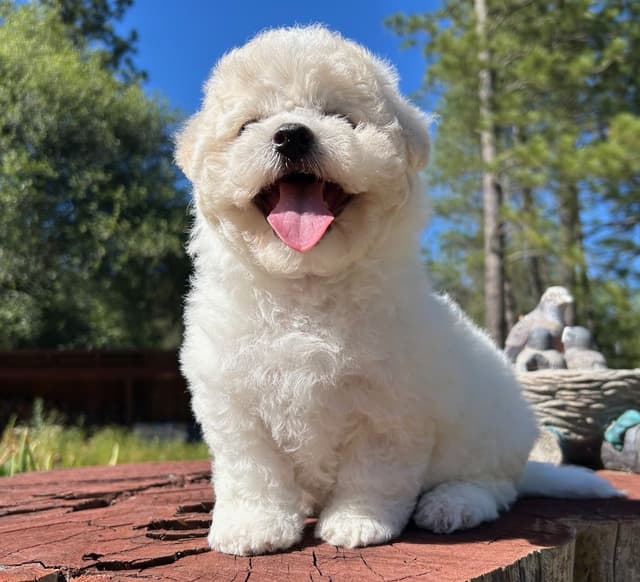 Bichon Frise Puppies media 6