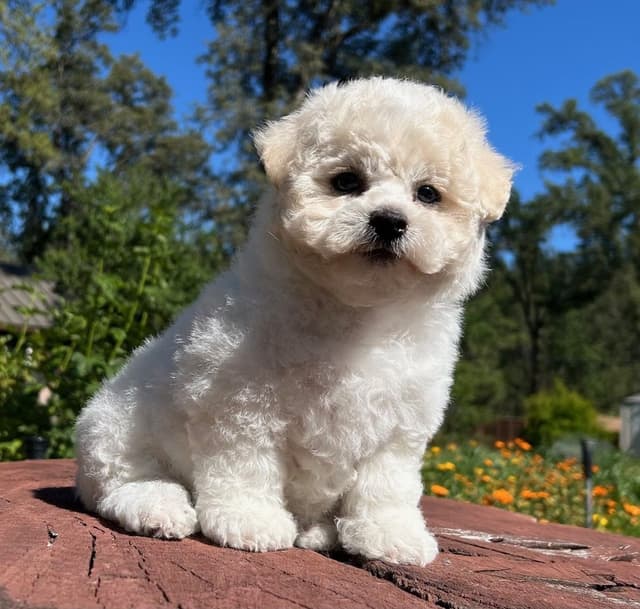 Bichon Frise Puppies media 7