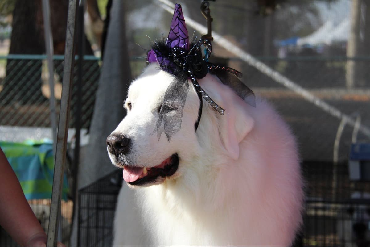 Great Pyrenees Puppies breeder image 1
