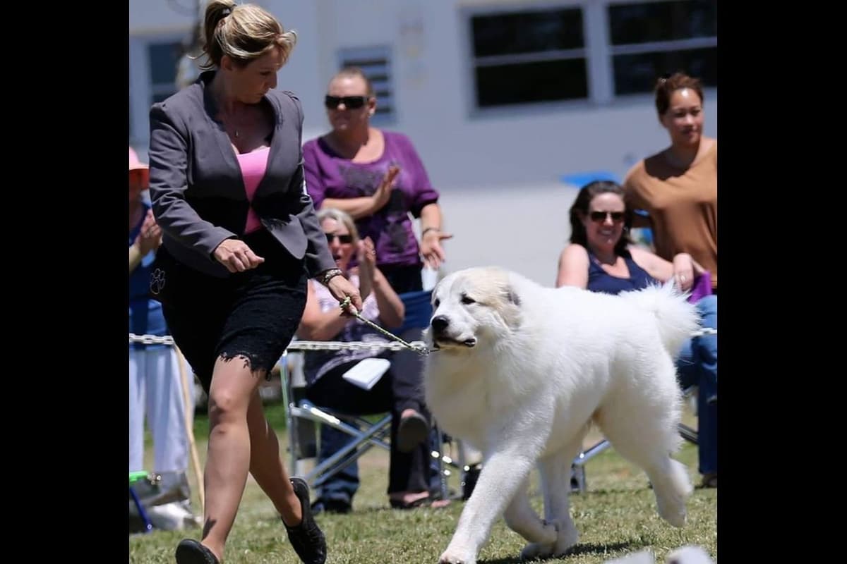 Great Pyrenees Puppies breeder image 4