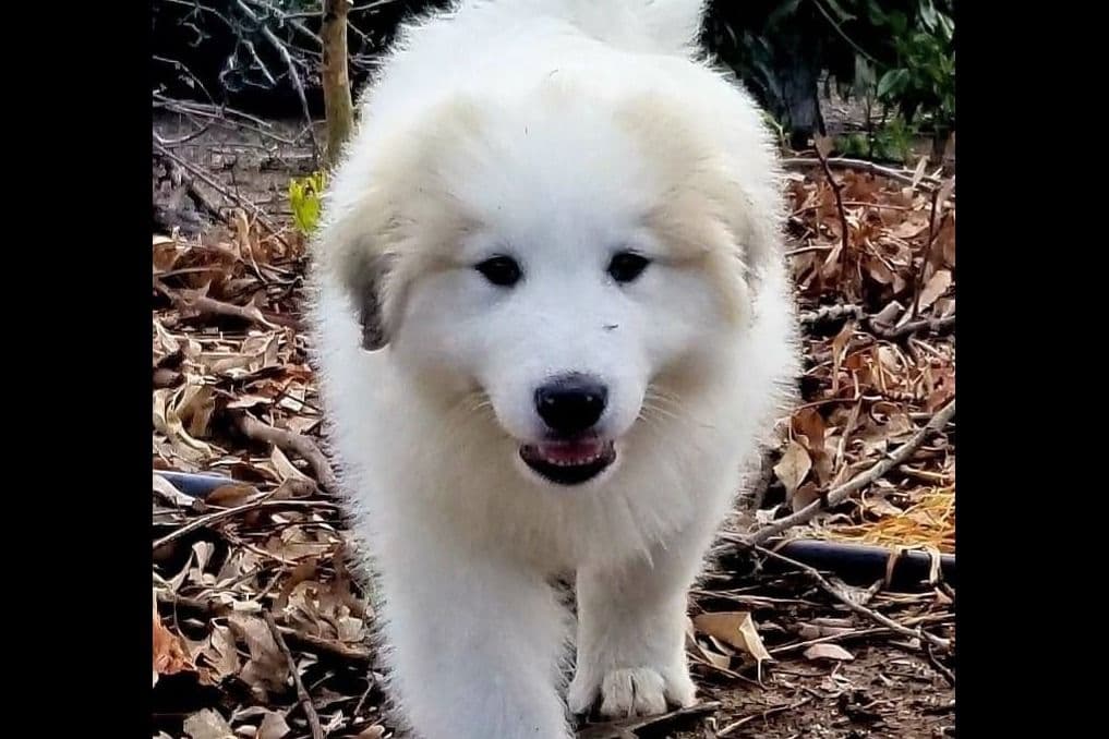 Great Pyrenees Puppies breeder image 5