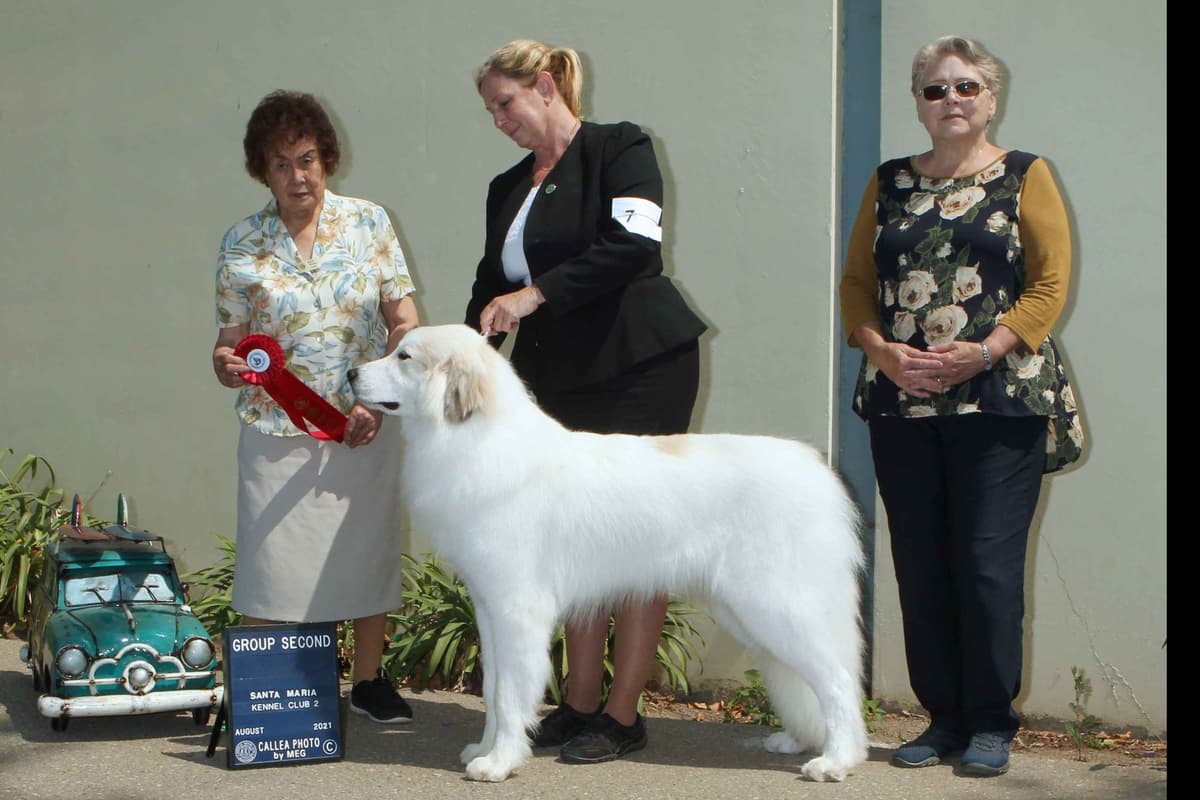 Great Pyrenees Puppies breeder image 6