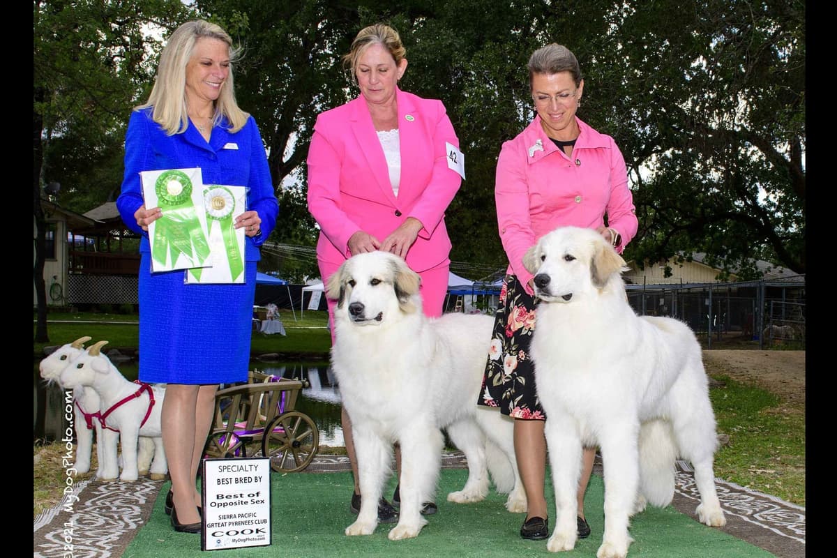 Great Pyrenees Puppies breeder image 7