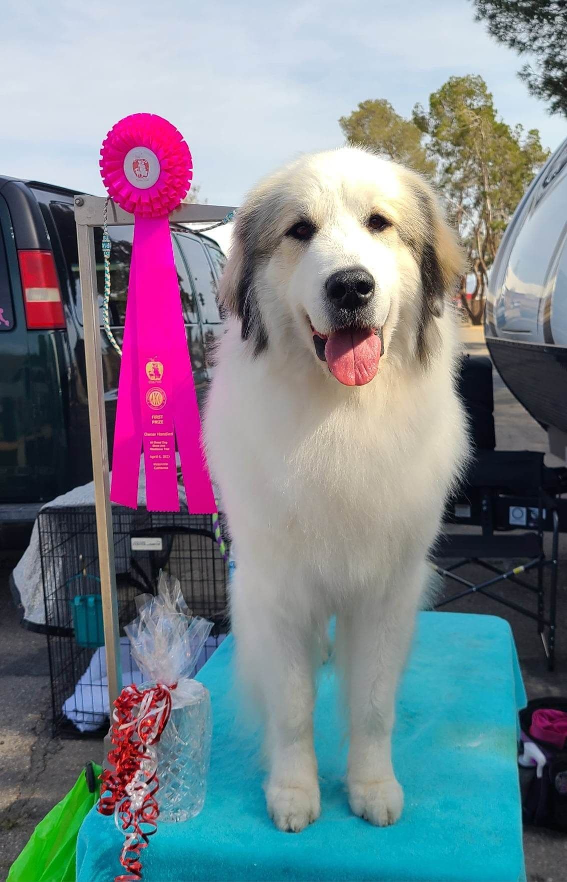 Great Pyrenees Puppies breeder image 9