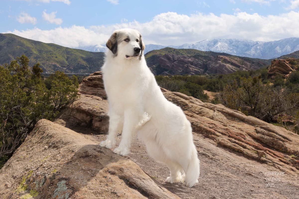 Great Pyrenees Puppies breeder image 10