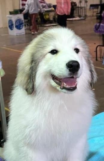 Great Pyrenees Puppies media 2