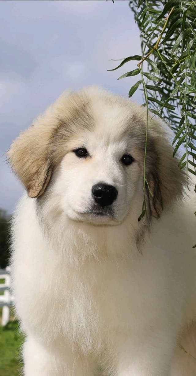 Great Pyrenees Puppies media 3