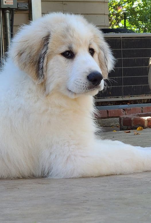 Great Pyrenees Puppies media 4