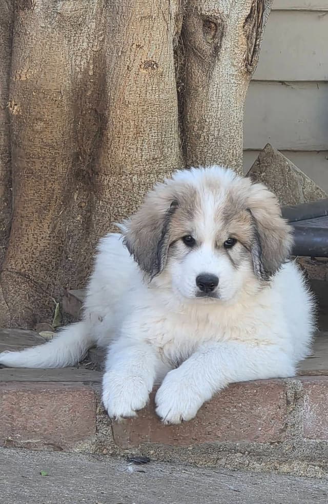Great Pyrenees Puppies media 6