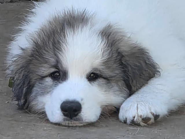 Great Pyrenees Puppies media 7